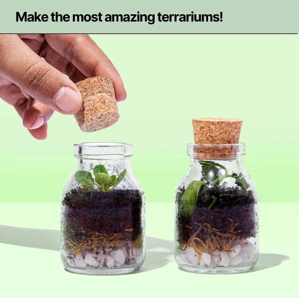 DIY Mini Terrarium Kit