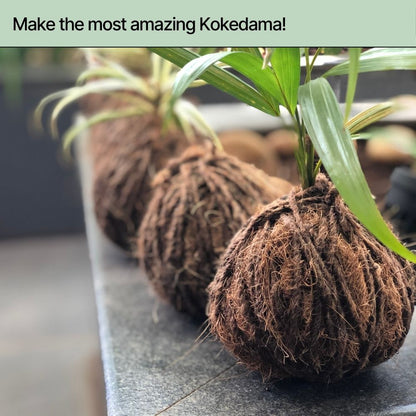 DIY Japanese Kokedama Kit