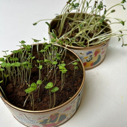 Grow in a can : Cilantro